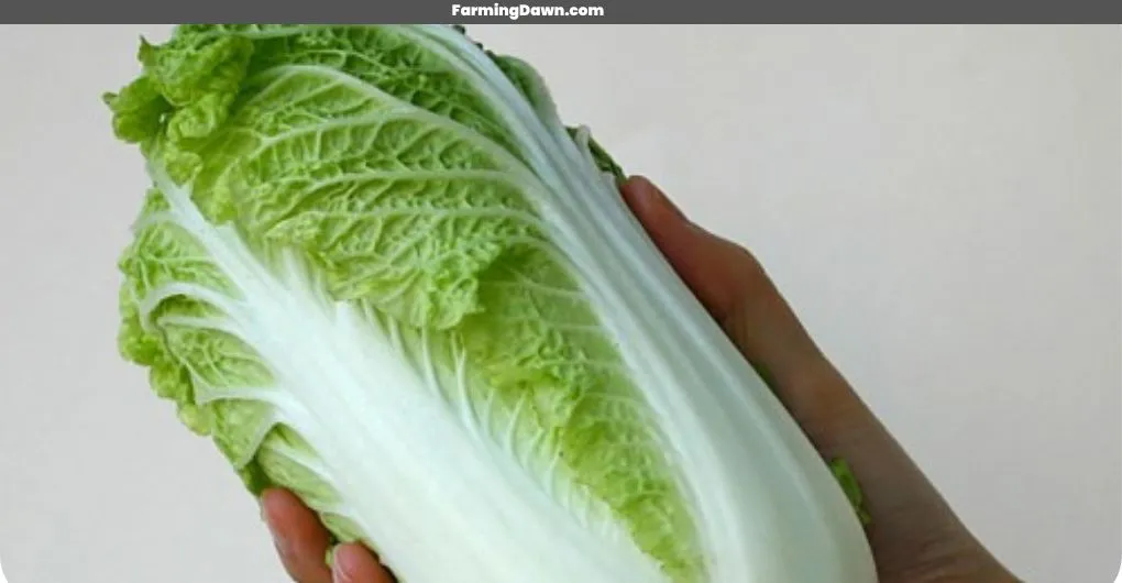 emiko cabbage