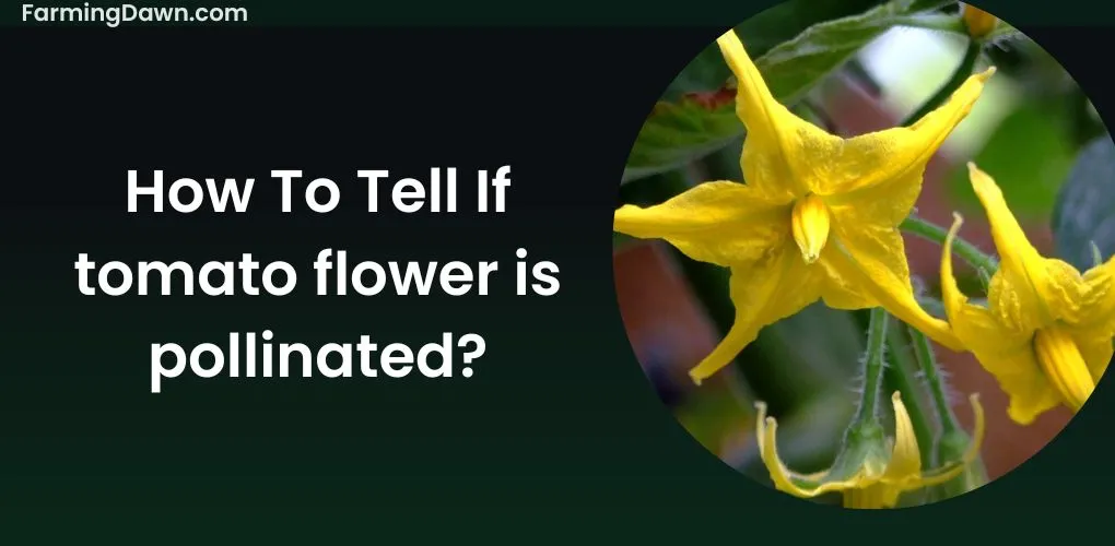 how to tell if tomato flower is pollinated