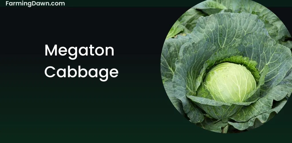 megaton cabbage