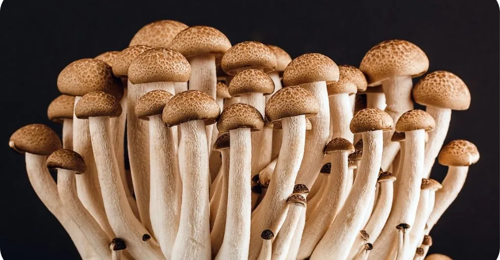 Beech mushrooms
