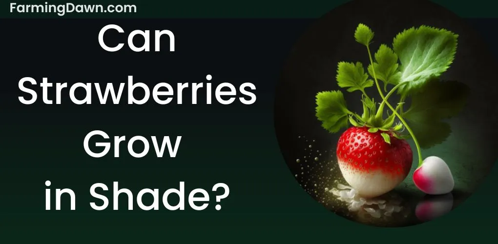 Can strawberries grow in shade