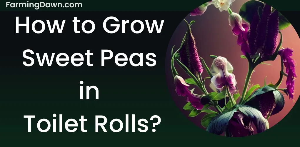 Growing sweet peas in toilet rolls