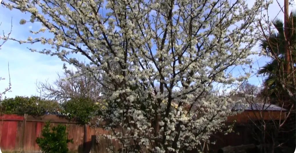 How Do the Plum Tree Blossoms Look
