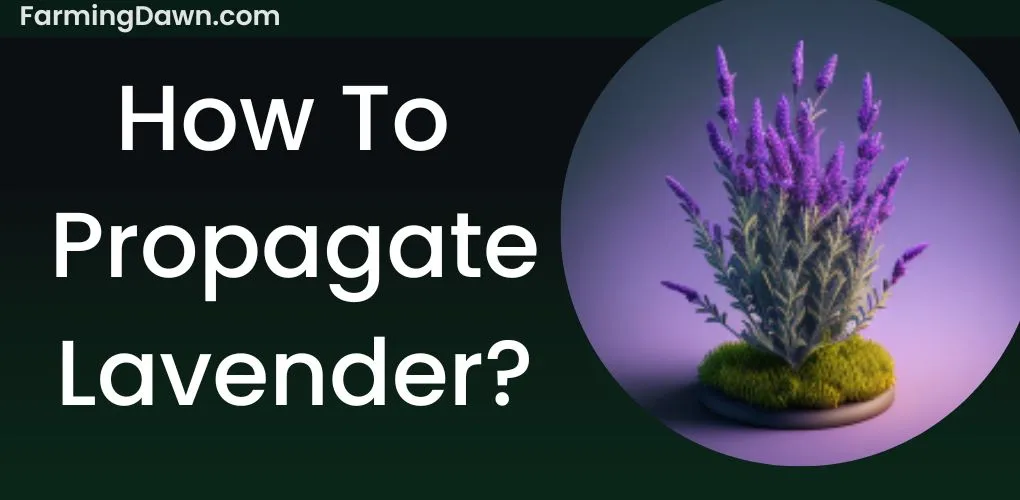 How to propagate lavender