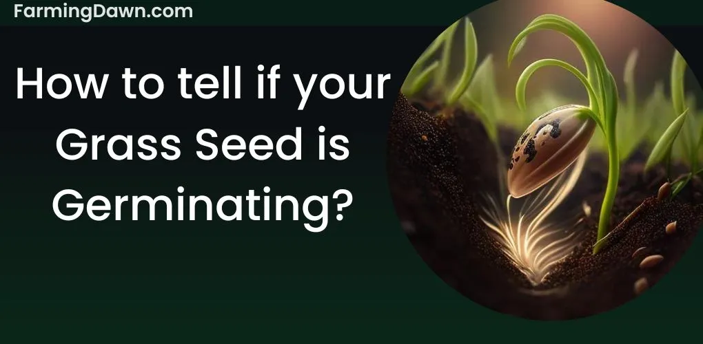 How to tell if grass seed is germinating