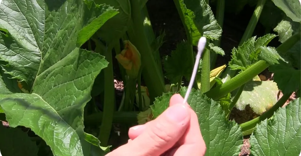 How to tell if zucchini is pollinated