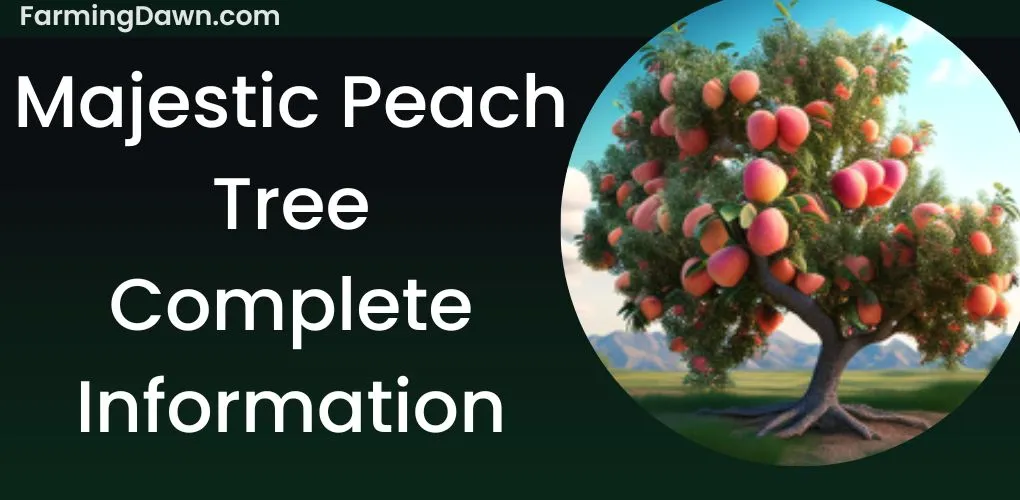 Majestic Peach tree information