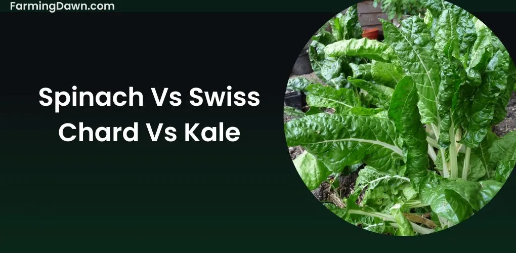 Spinach vs Swiss chard vs Kale