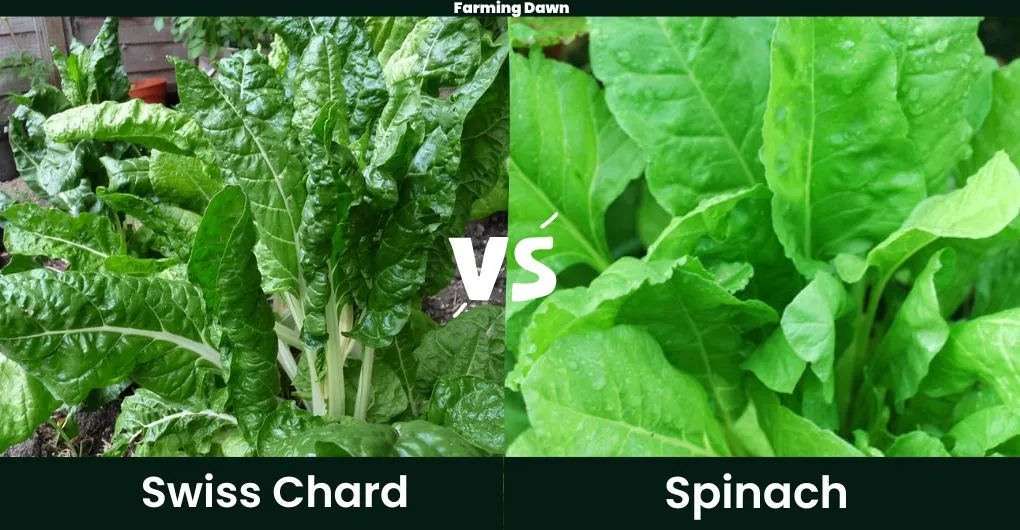 Swiss chard vs Spinach