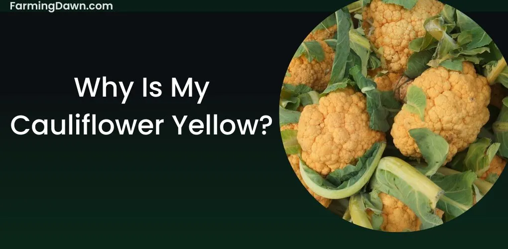 Why is My Cauliflower Yellow