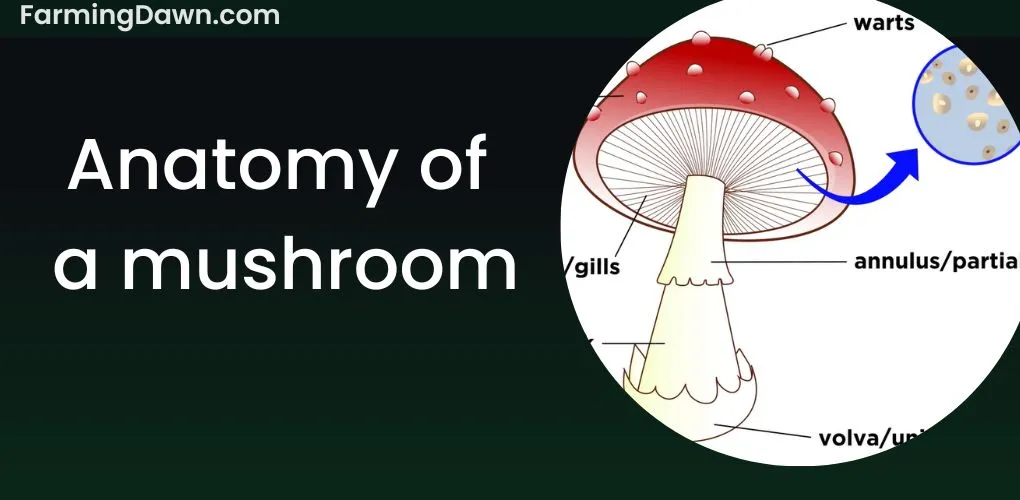 anatomy of a mushroom