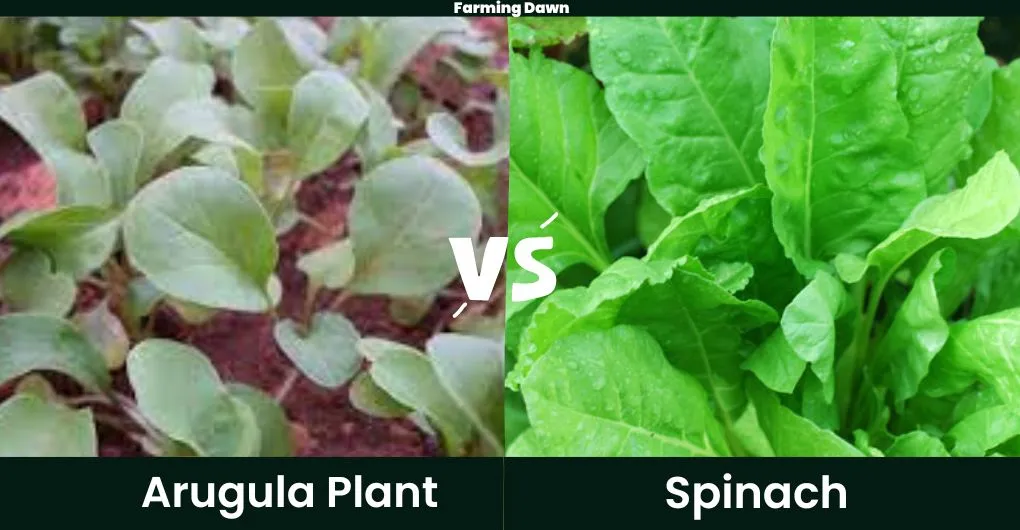 arugula vs spinach