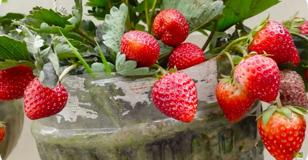 can strawberries grow in shade