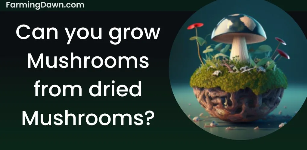 can you grow mushrooms from dried mushrooms