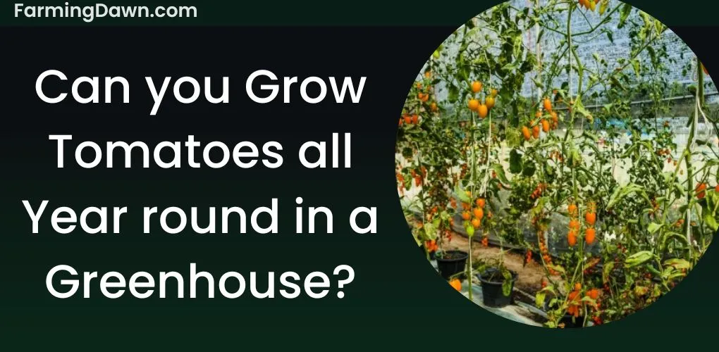can you grow tomatoes year round in a greenhouse