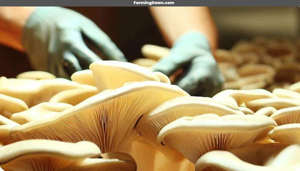 cultivating florida oyster mushroom