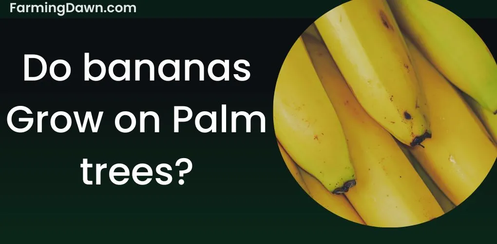 do bananas grow on palm trees