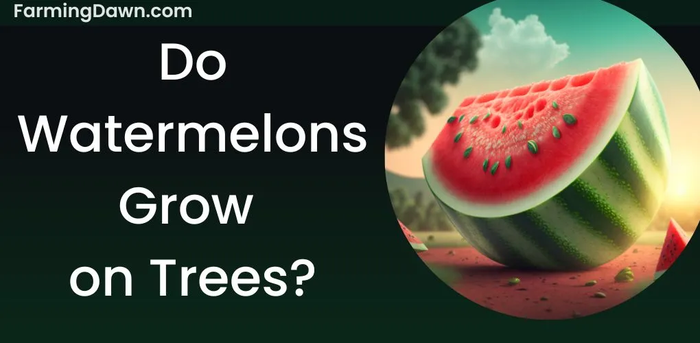 do watermelons grow on trees