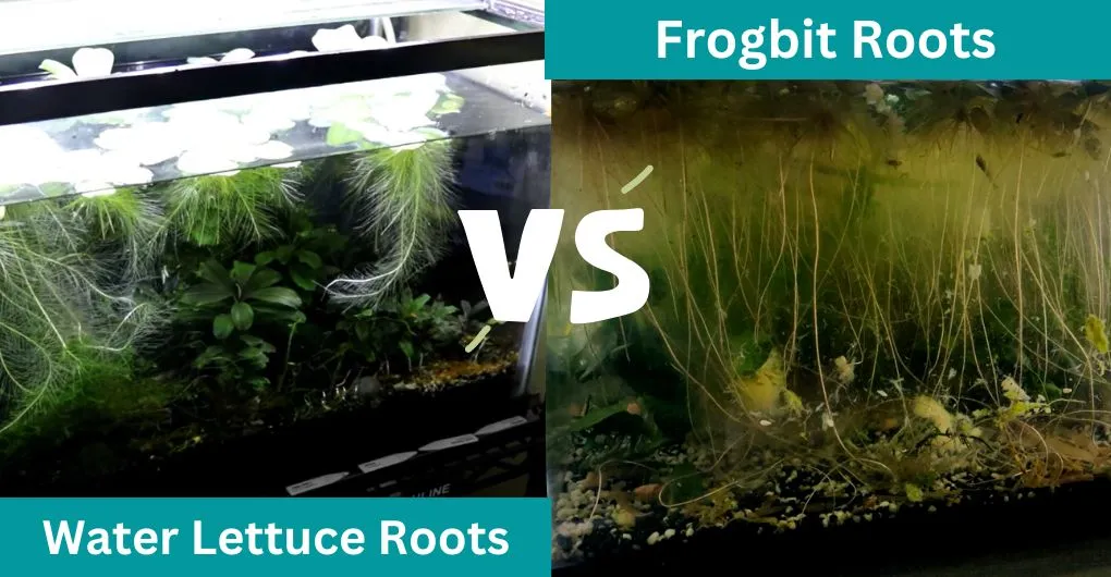 dwarf water lettuce vs frogbit roots