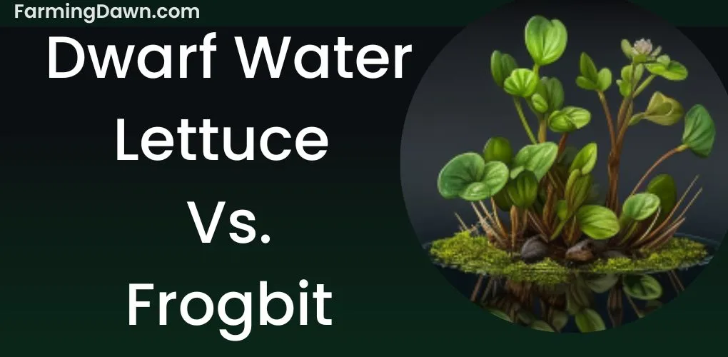 dwarf water lettuce vs frogbit