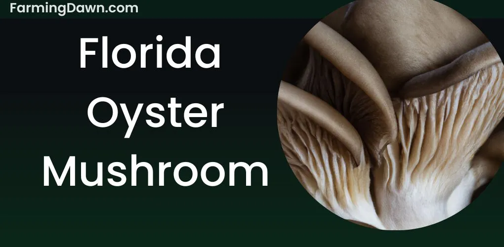 florida oyster mushroom