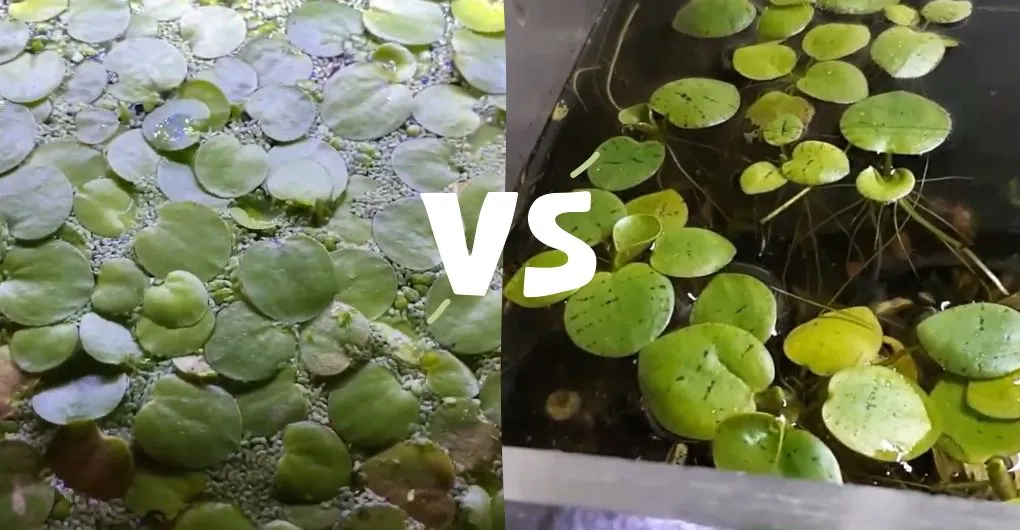 frogbit vs. duckweed leaves