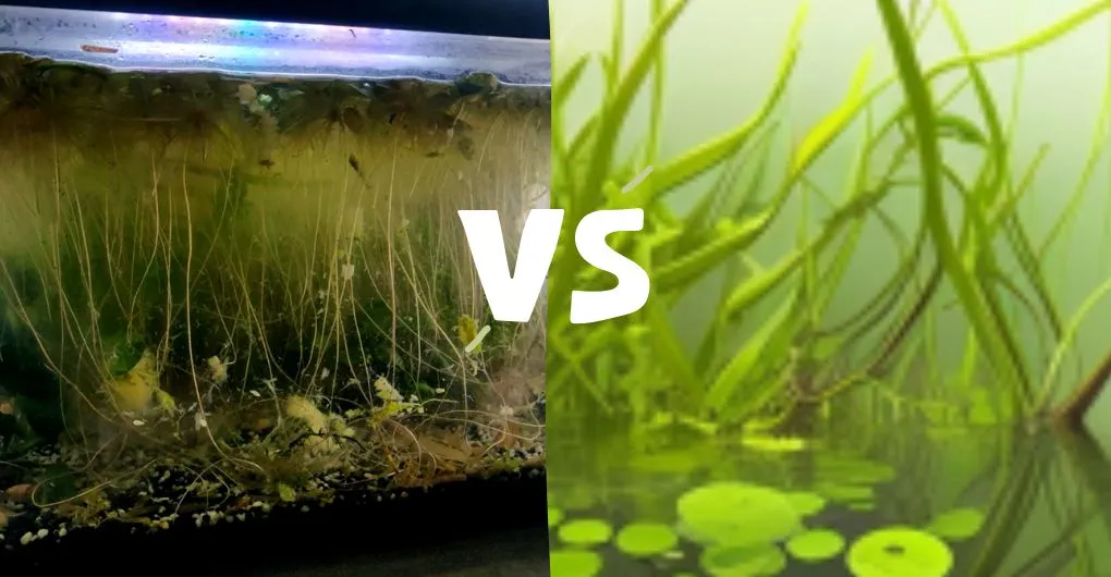 frogbit vs. duckweed roots