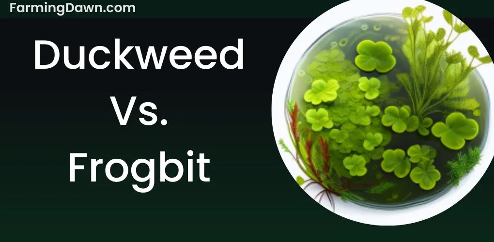 frogbit vs. duckweed