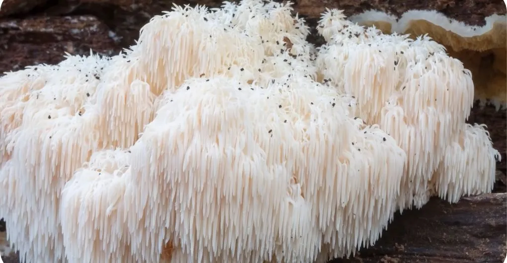 how long do lion's mane mushrooms take to grow