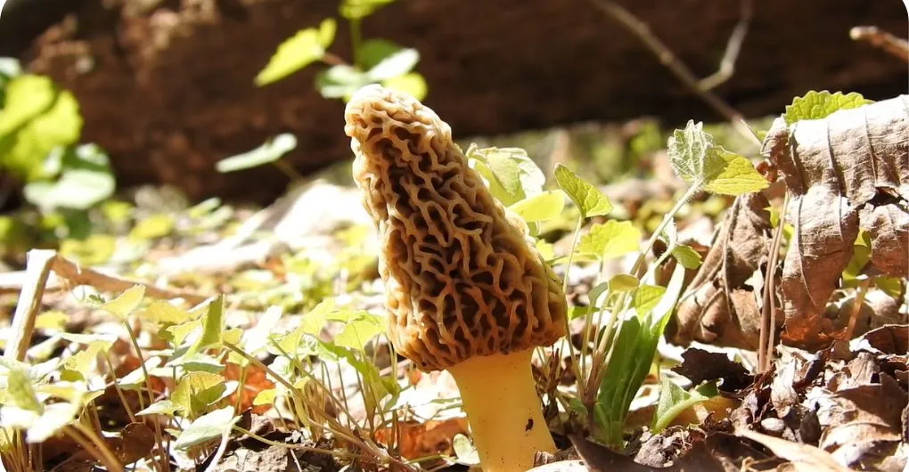 how long do morel mushrooms take to grow