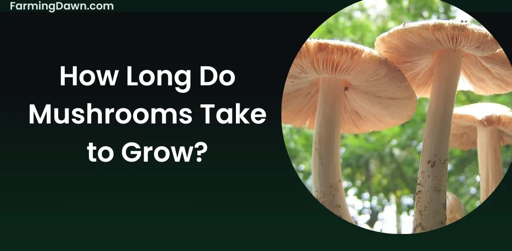 how long do mushrooms take to grow