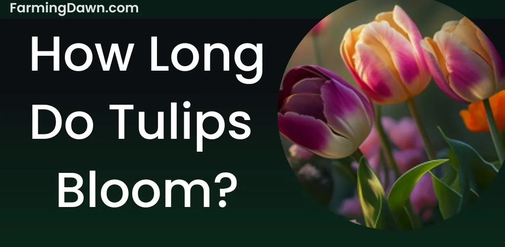 how long do tulips bloom