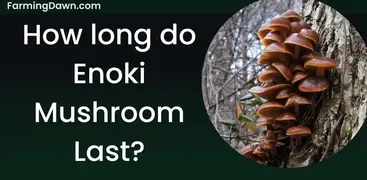 how long do Enoki mushrooms last?