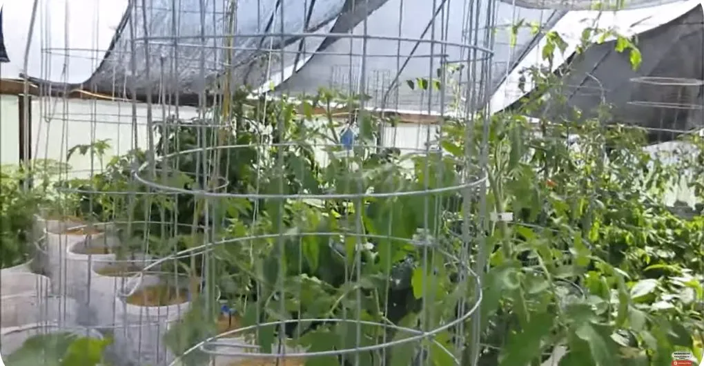 how to string tomato in greenhouse