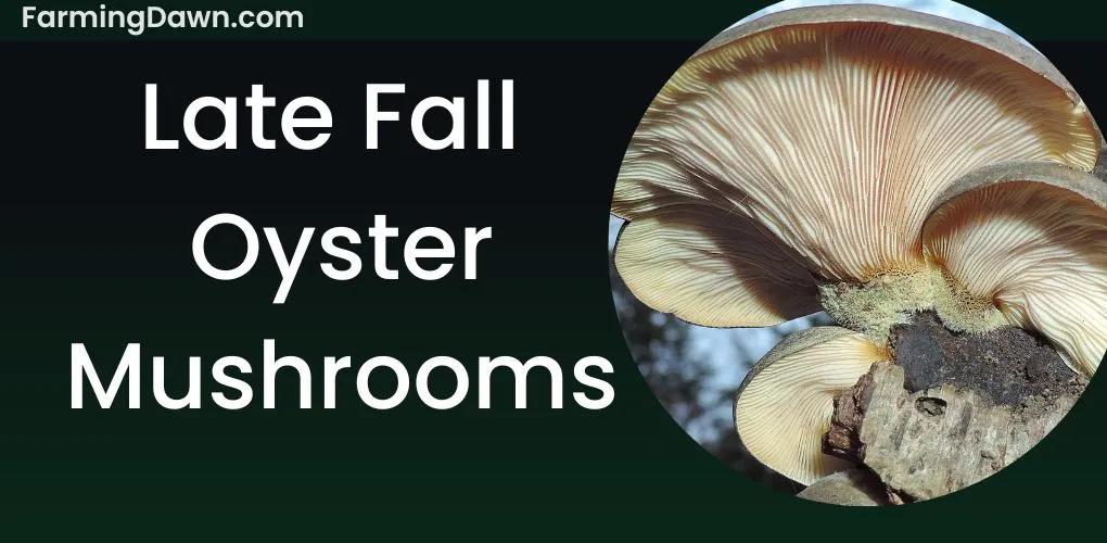 late fall oyster mushroom