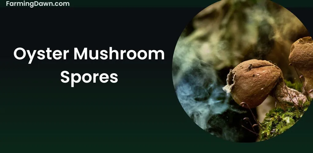 oyster mushroom spores