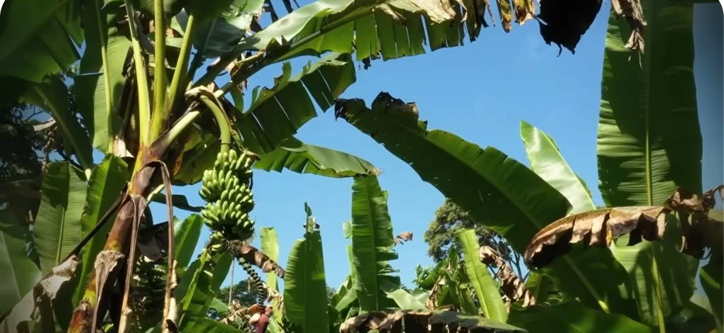 palm tree that looks like banana leaves