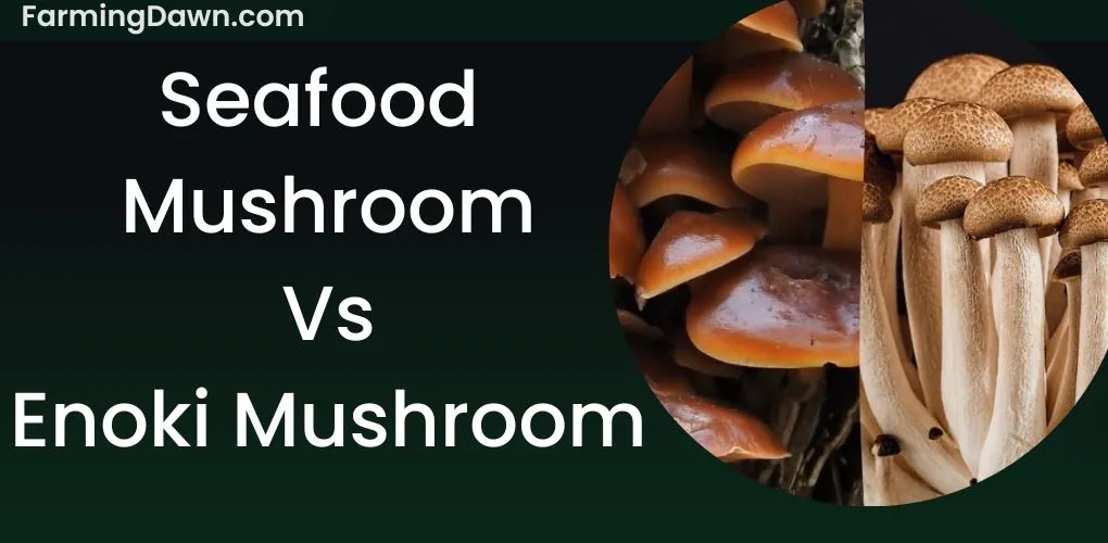 seafood mushroom vs enoki mushroom