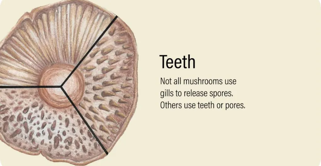 teeth of mushroom