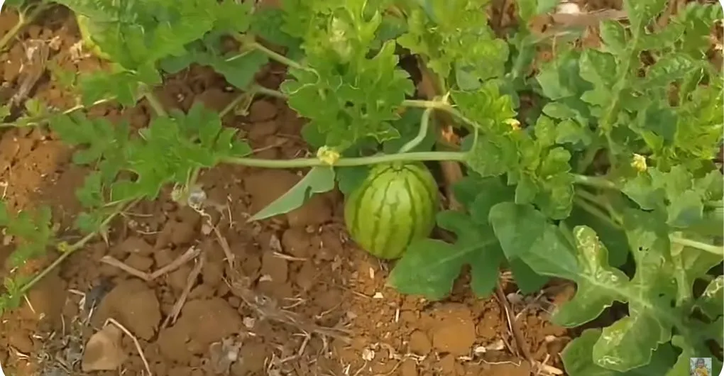 what does a watermelon plant look like