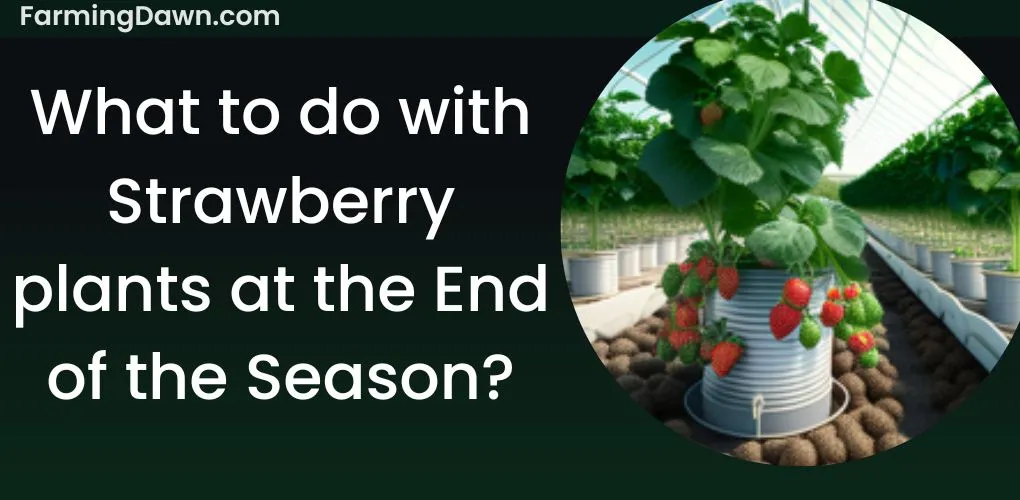 what to do with strawberry plants at end of season