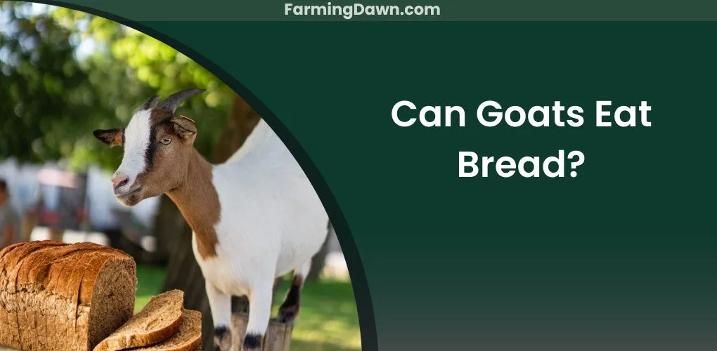 Can Goats Have Bread