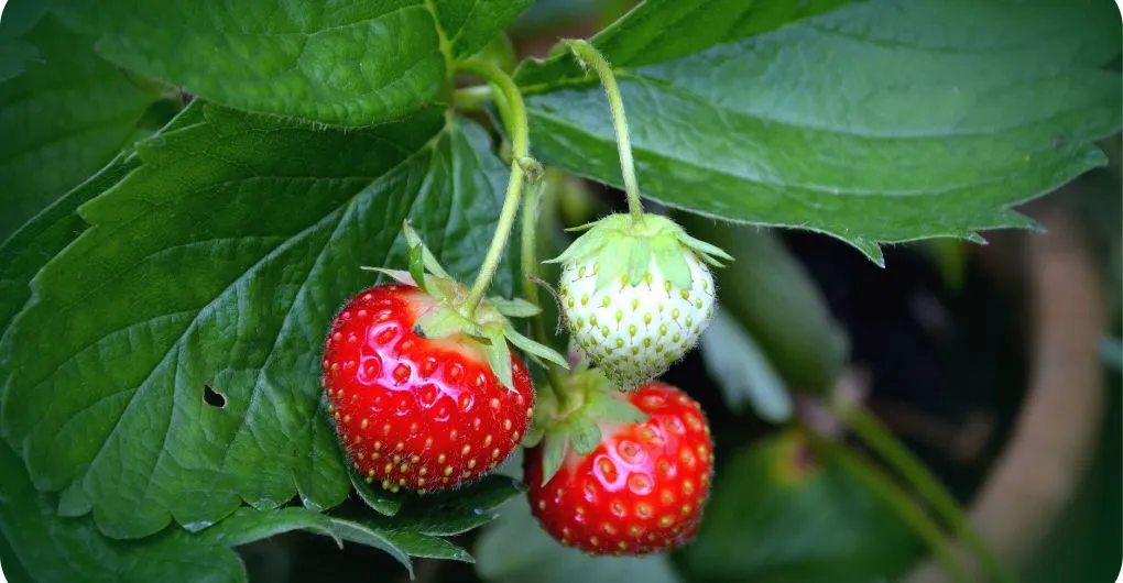 Garden grown strawberries