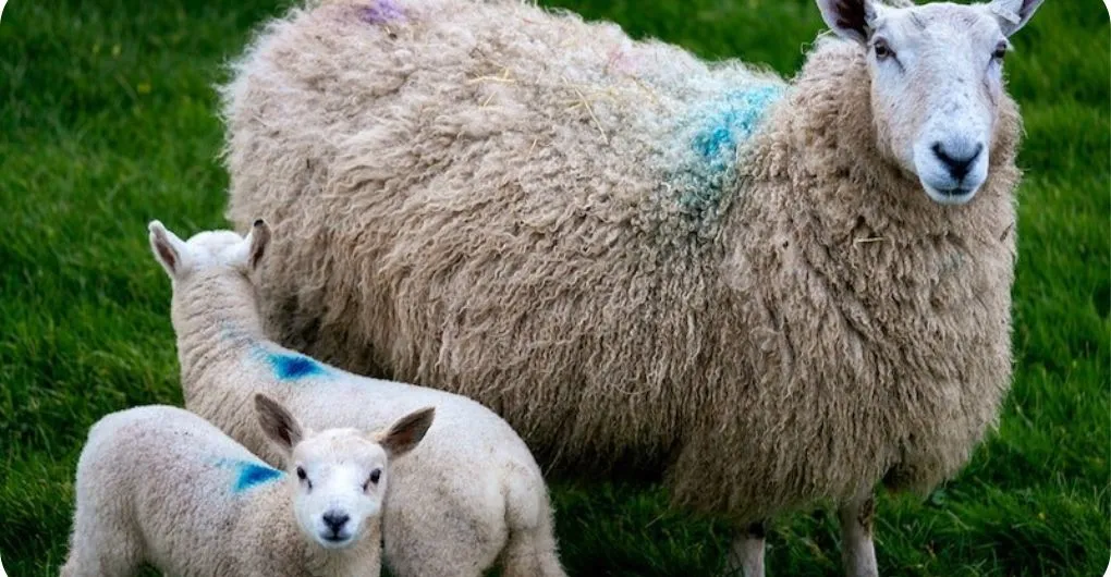 Is Cheviot Sheep the Smallest Sheep Breed