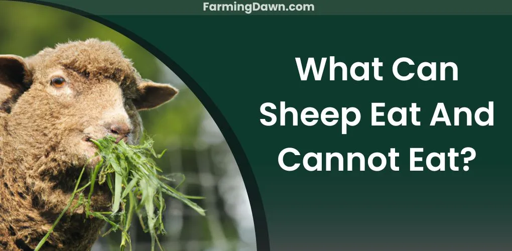 What can sheep eat and cannot eat