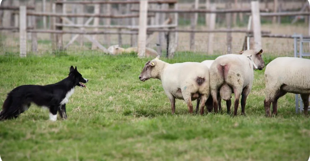 Why Do Sheep Run from Dogs