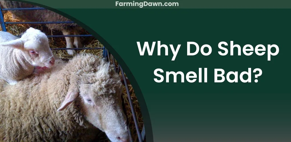 Why do sheep smell bad