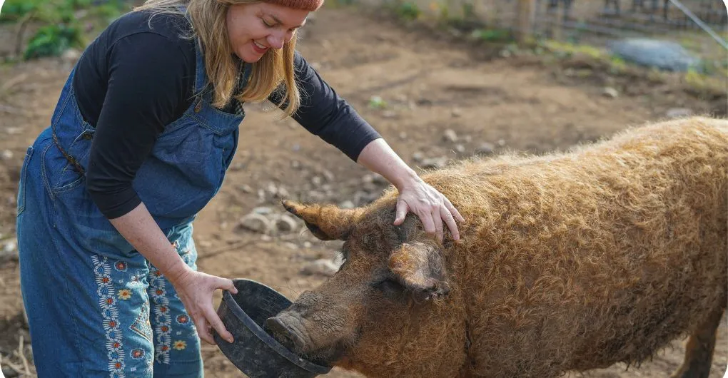 a woman feeding mangalitsa pig