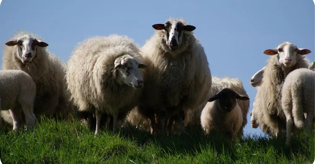 adult stage of sheep