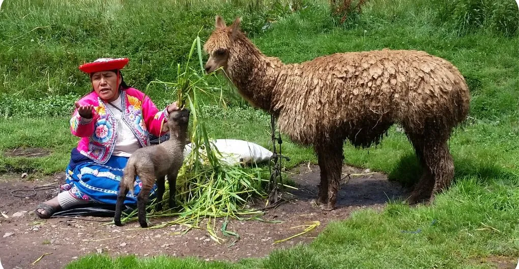 alpaca as guard dog for baby goat